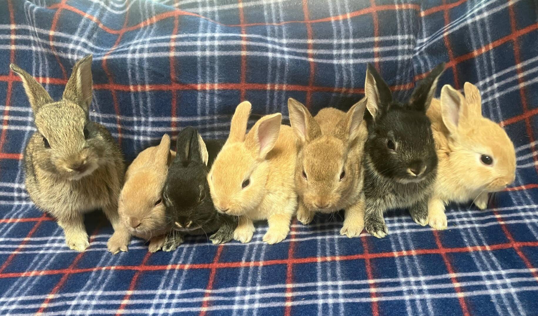Mixy Rabbits Available Rabbits | Birch & Blossom Rabbitry