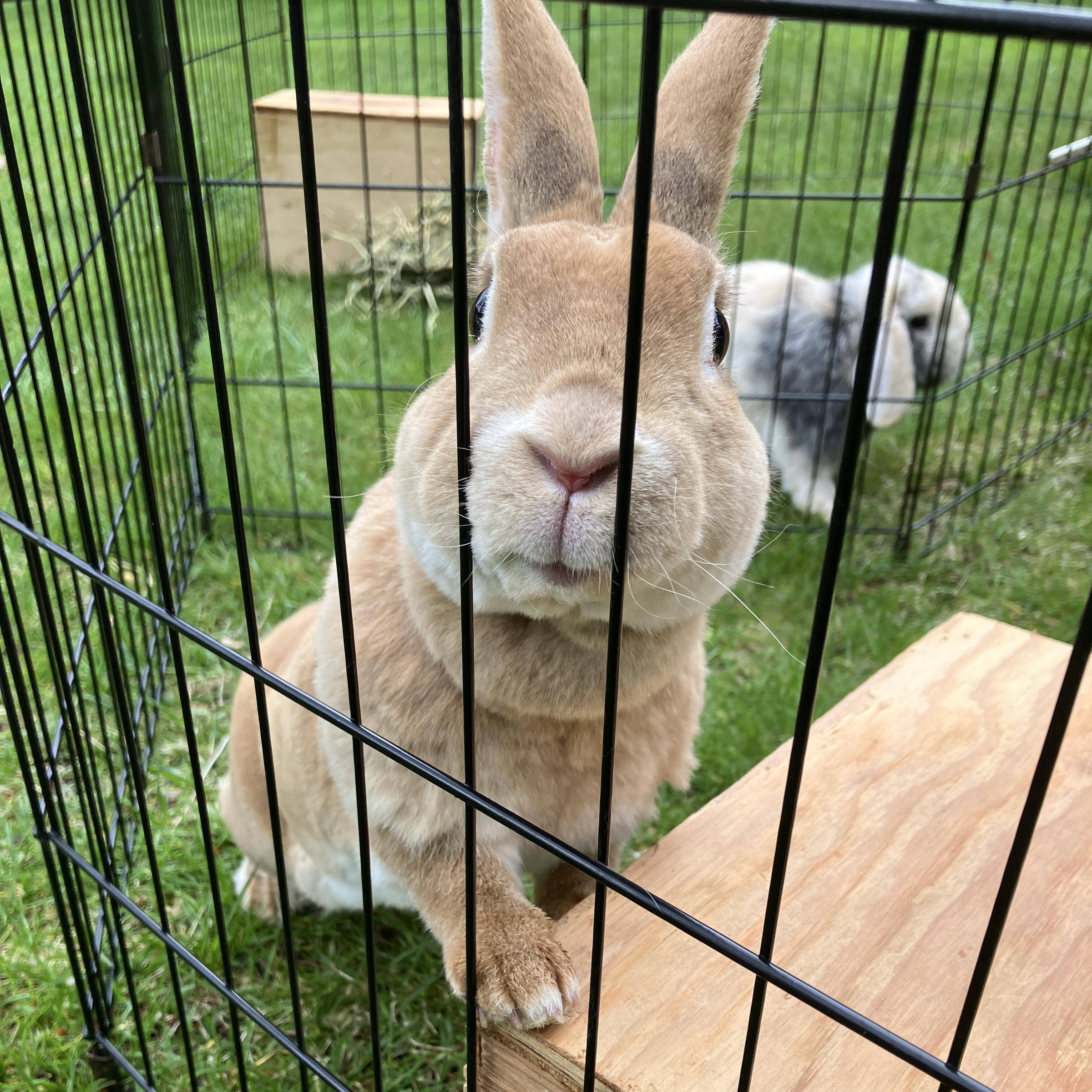 Interactive Sessions | Birch & Blossom™ Rabbitry